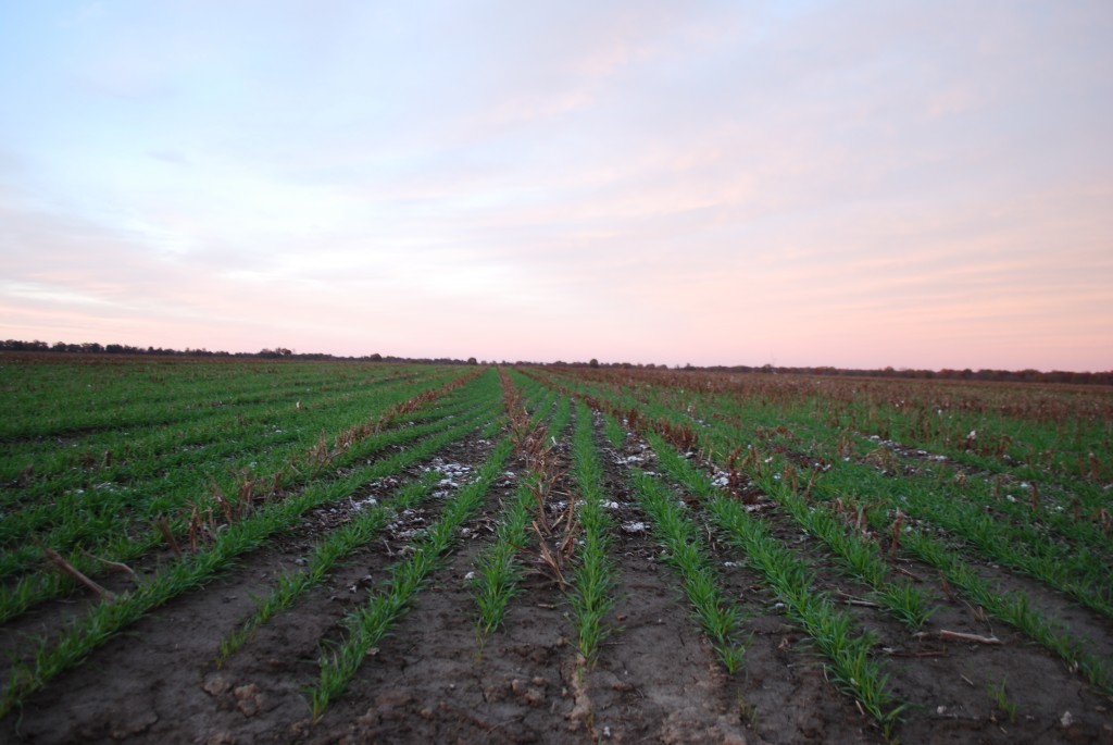 Cotton fields, Pluto Plantation 