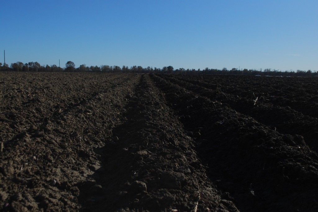 Having healthy soil is the first step to gardening!