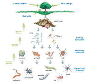 Soil Food Web