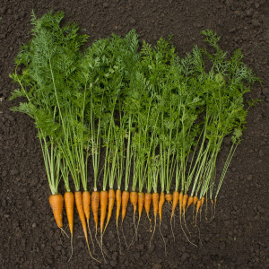 carrots